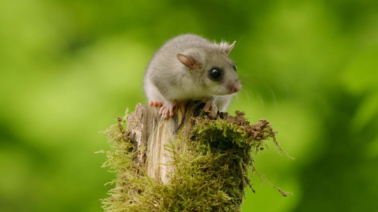 Náhledový obrázek k článku Planeta Praha