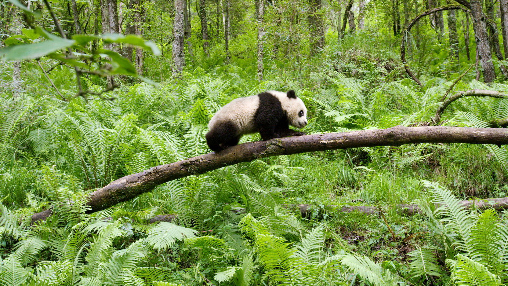 Náhledový obrázek k článku Earth: Den na zázračné planetě