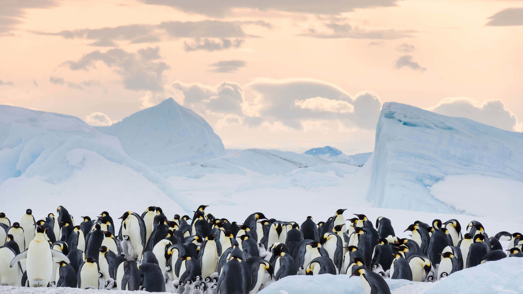 Náhledový obrázek k článku Putování tučňáků: Volání oceánu