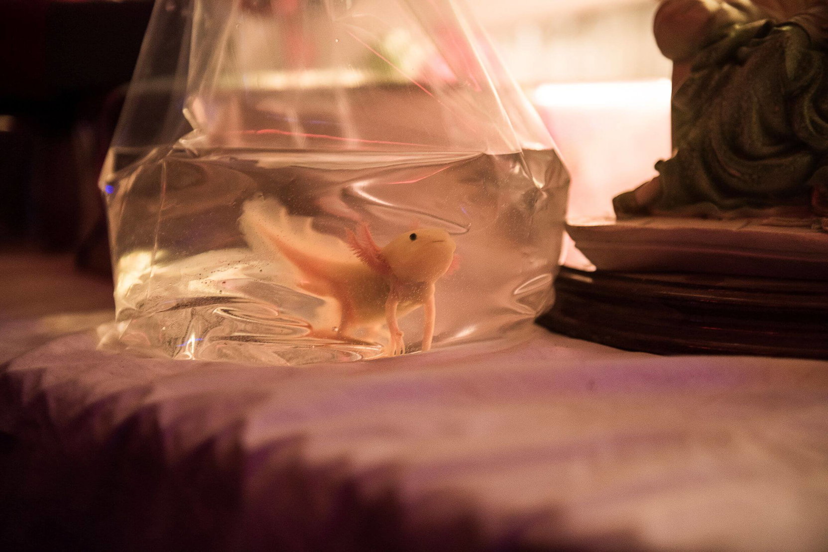 Náhledový obrázek k článku Režisérka Helene Hegemann o filmu Axolotl Overkill