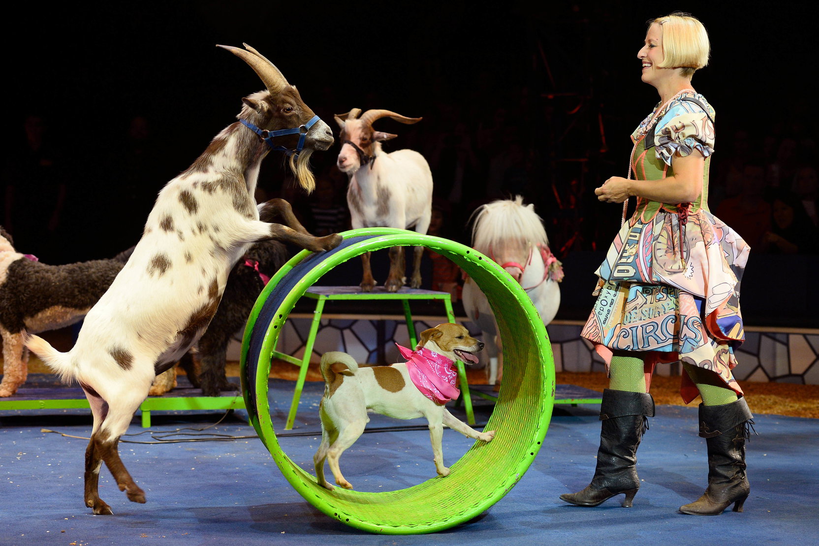 Náhledový obrázek k článku Představení předního amerického cirkusu uvedou česká kina přímým přenosem