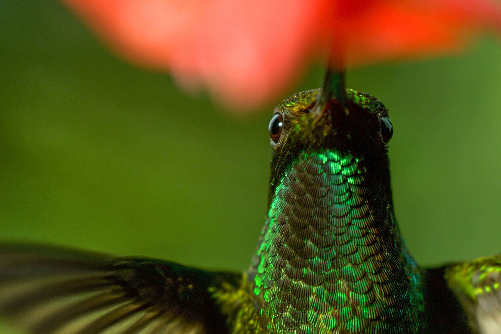 Náhledový obrázek k článku Earth: Den na zázračné planetě: hledání správného hlasu