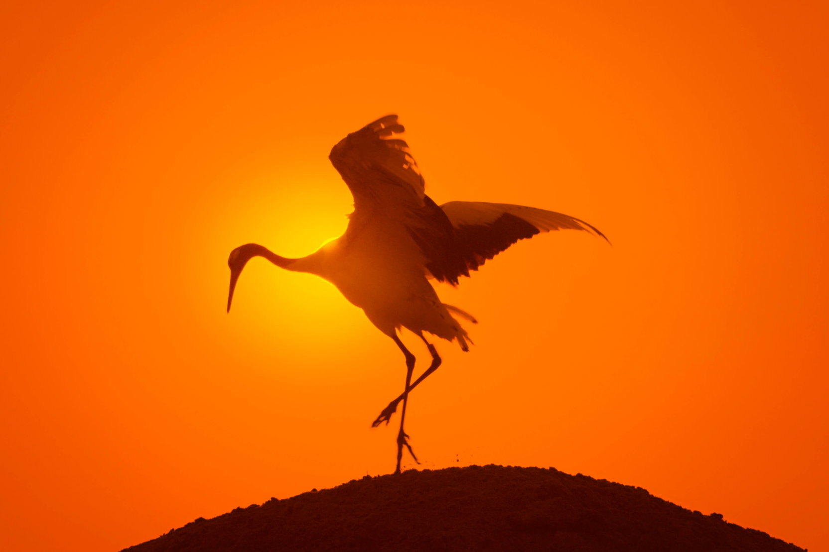 Náhledový obrázek k článku „Normálně netočím filmy o přírodě.“ Richard Dale o filmu Earth.