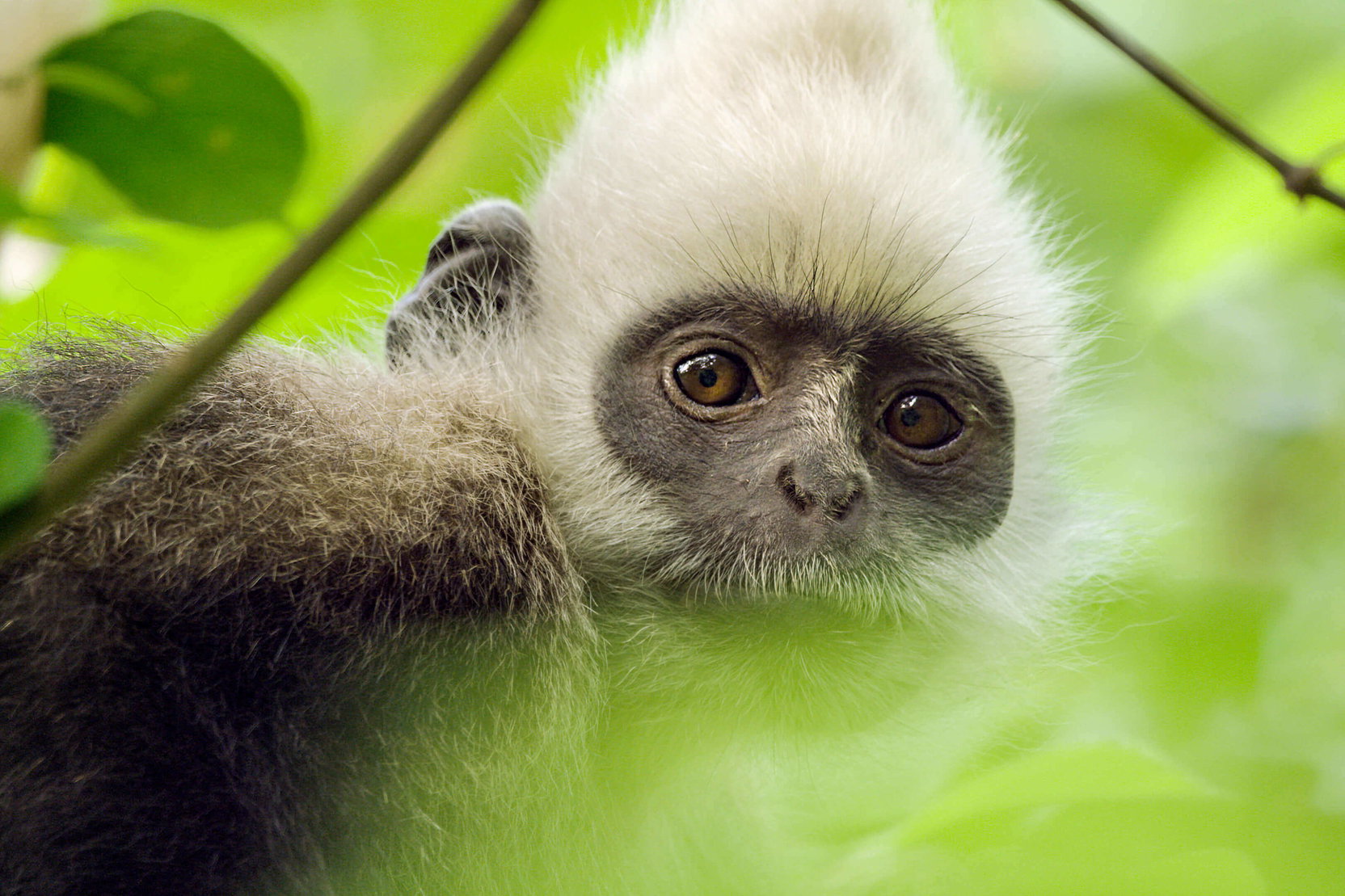 Náhledový obrázek k článku Earth: Den na zázračné planetě uvedou česká kina v sérii speciálních předpremiér
