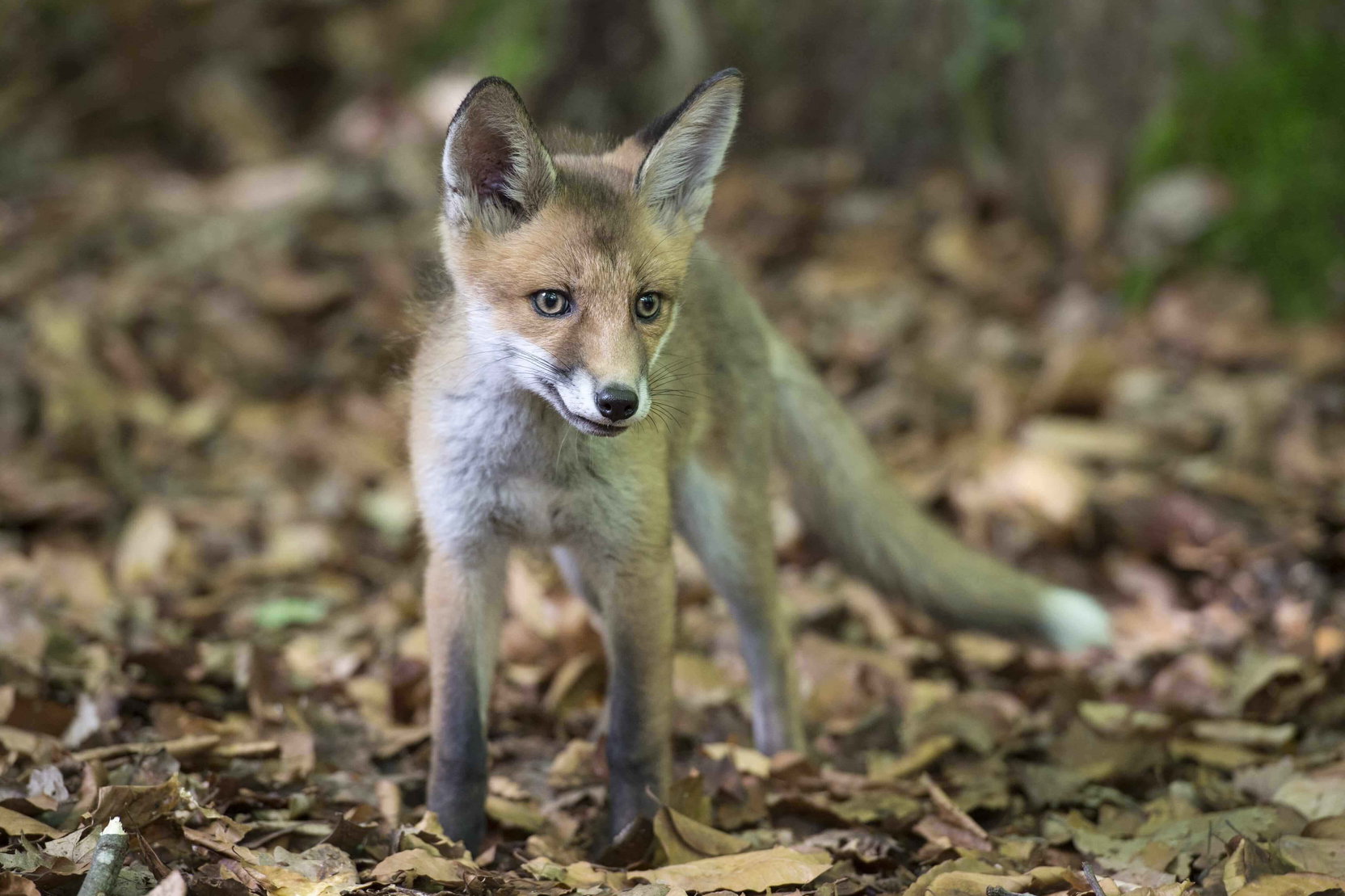 Náhledový obrázek k článku Režiséři Jacques Perrin a Jacques Cluzaud o natačení filmu Příbeh lesa