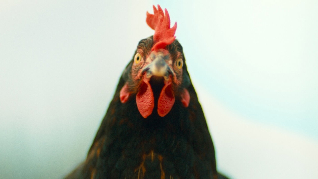 Náhledový obrázek k článku Slepice