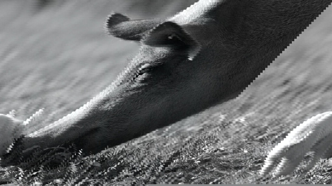 Náhledový obrázek k článku Gunda